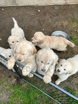 1-3 months Female Purebred Golden Retriever