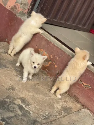 1-3 months Female Purebred American Eskimo