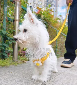 Pet Dog Leash Harness
