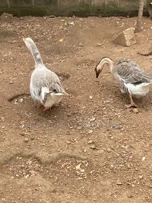 Chinese Goose
