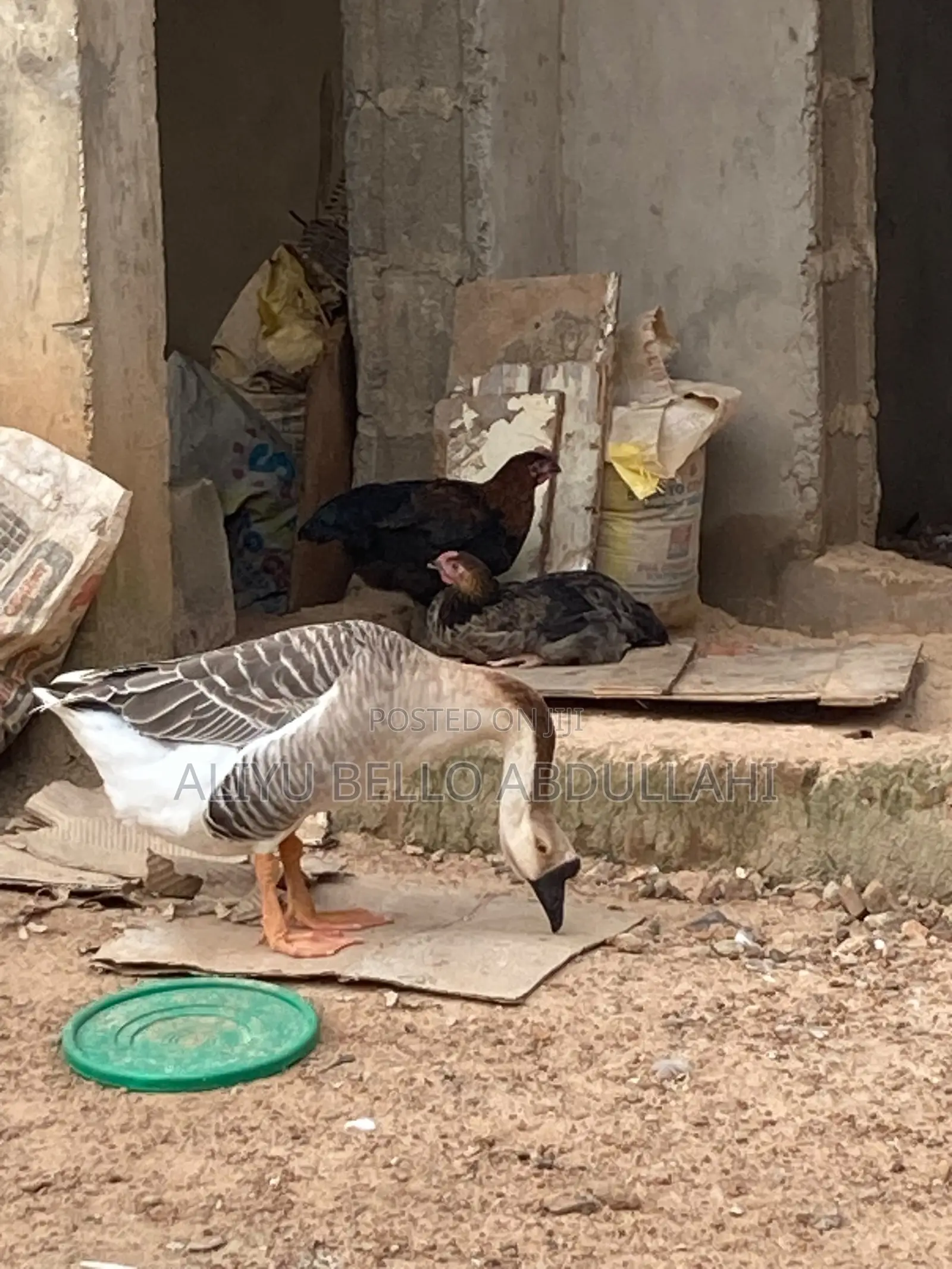 Chinese Goose