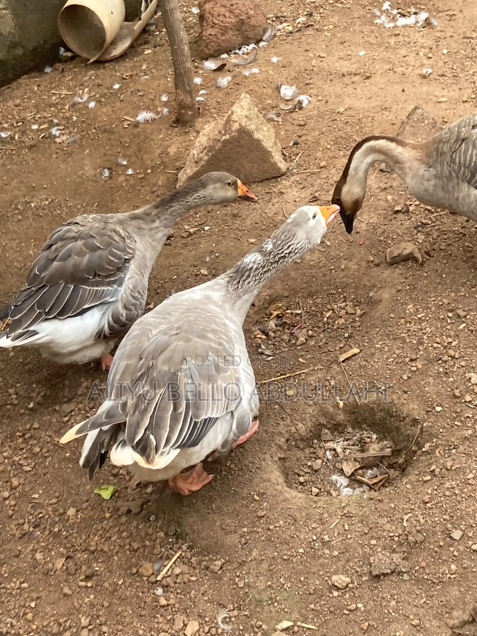 Chinese Goose