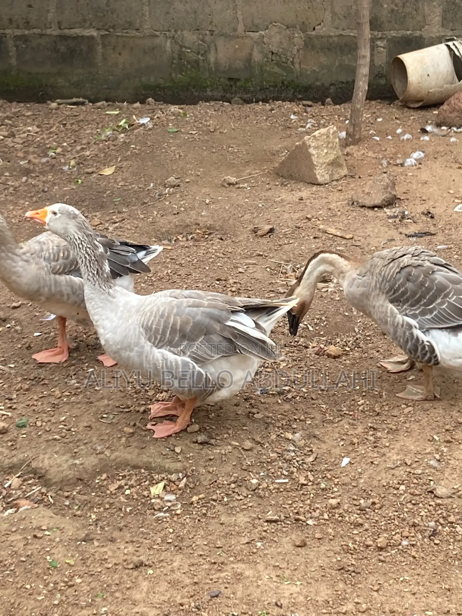 Chinese Goose