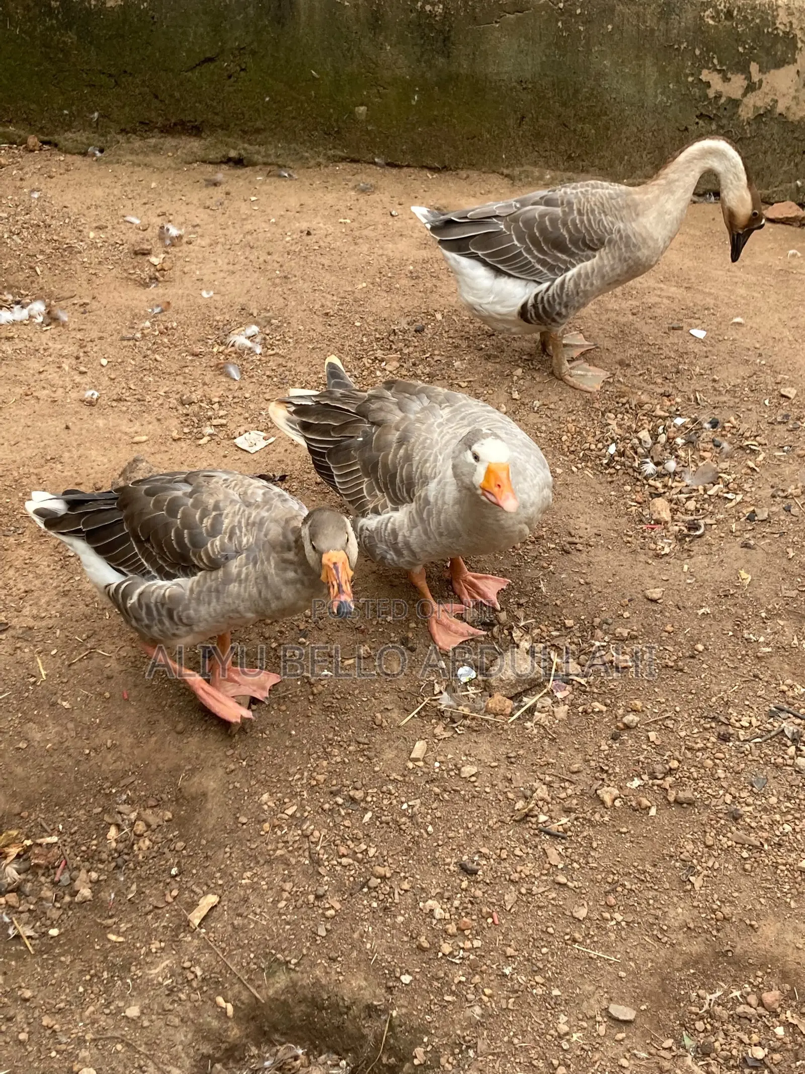 Chinese Goose