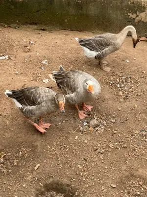 Chinese Goose