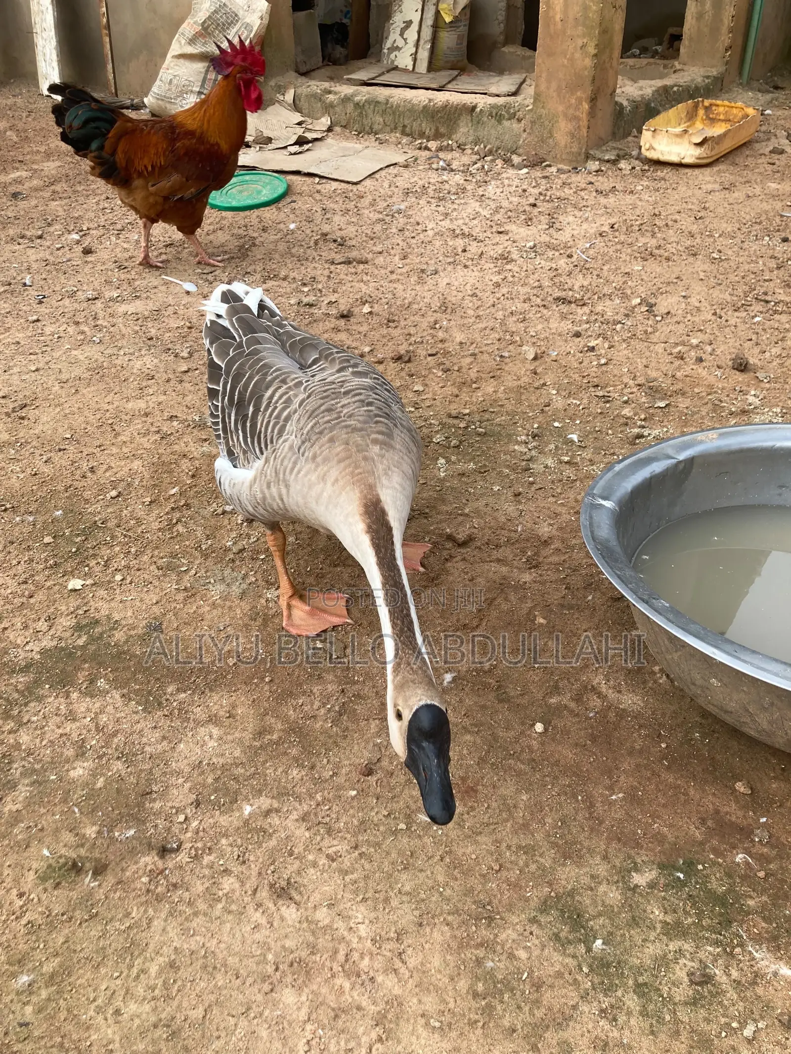 Chinese Goose