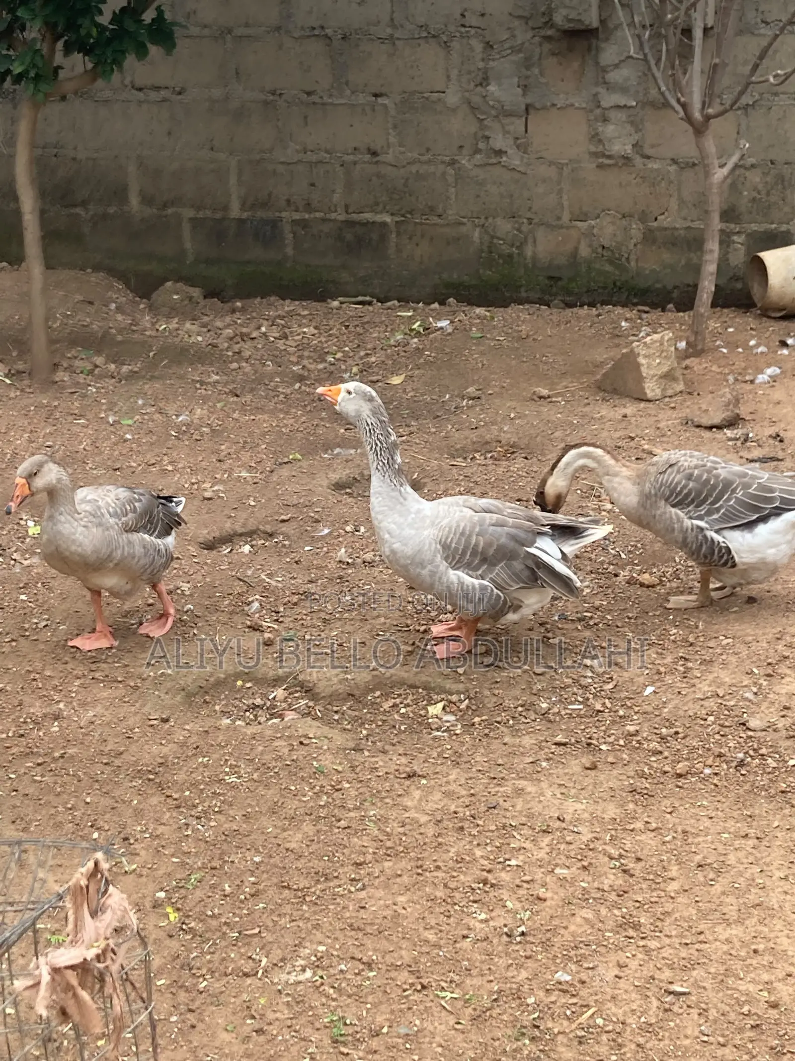 Chinese Goose