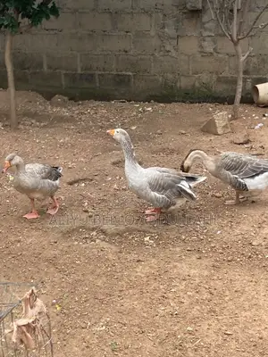 Chinese Goose