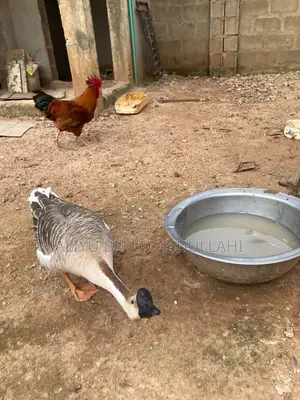 Chinese Goose