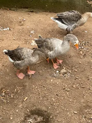 Chinese Goose