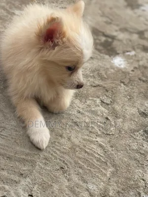 1-3 months Male Purebred American Eskimo