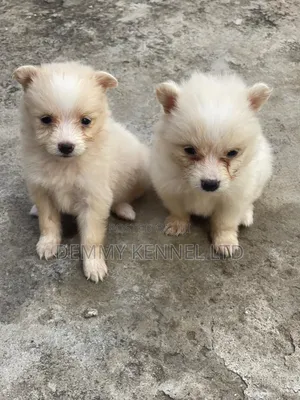 1-3 months Male Purebred American Eskimo