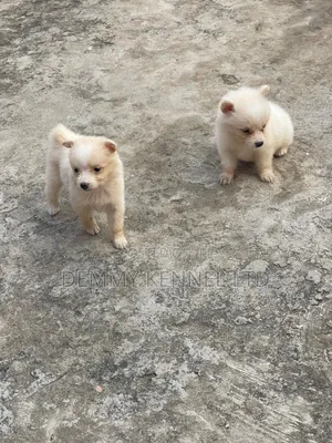 1-3 months Male Purebred American Eskimo