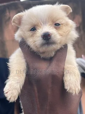 1-3 months Male Purebred American Eskimo