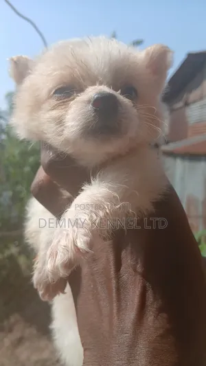 1-3 months Male Purebred American Eskimo