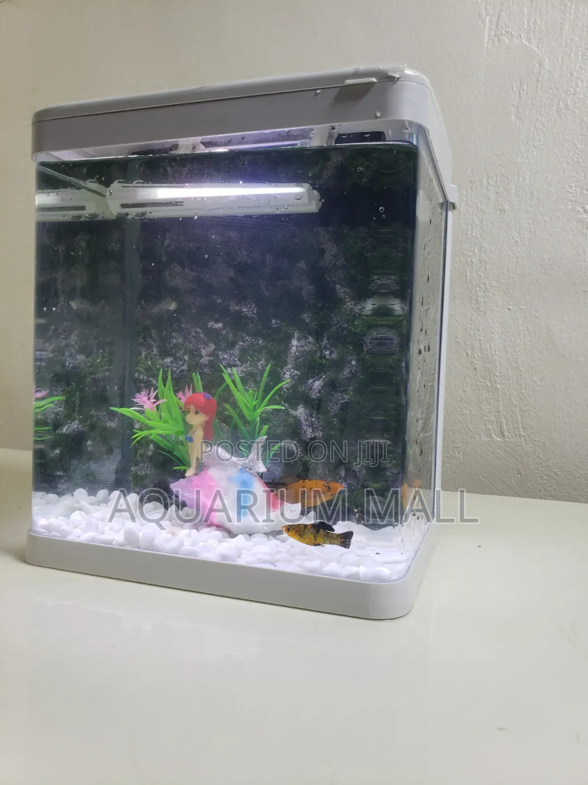 Aquarium Tank