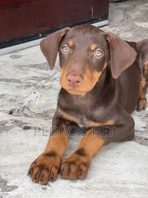 1-3 months Male Purebred Doberman Pinscher