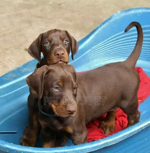 1-3 months Male Purebred Doberman Pinscher