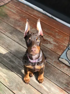 1-3 months Female Purebred Doberman Pinscher