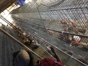 Battery Cage