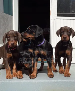 1-3 months Female Purebred Doberman Pinscher