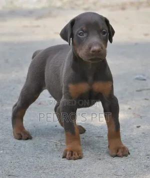 1-3 months Female Purebred Doberman Pinscher