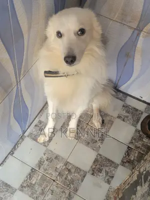 6-12 months Male Purebred American Eskimo