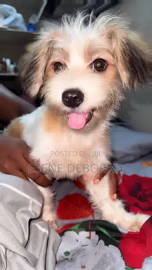 3-6 months Male Mixed Breed Lhasa Apso