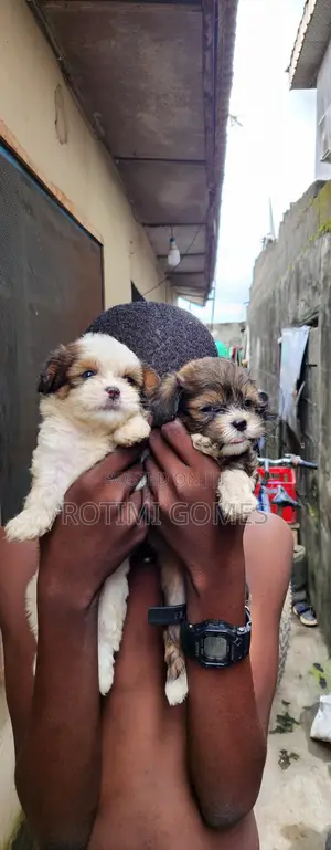 1-3 months Male Purebred Lhasa Apso