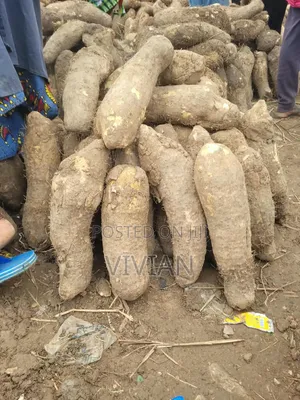 Benue Fresh White Yam From Zaki-Biam
