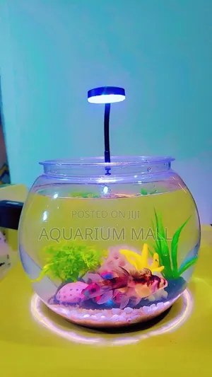 Aquarium Bowl