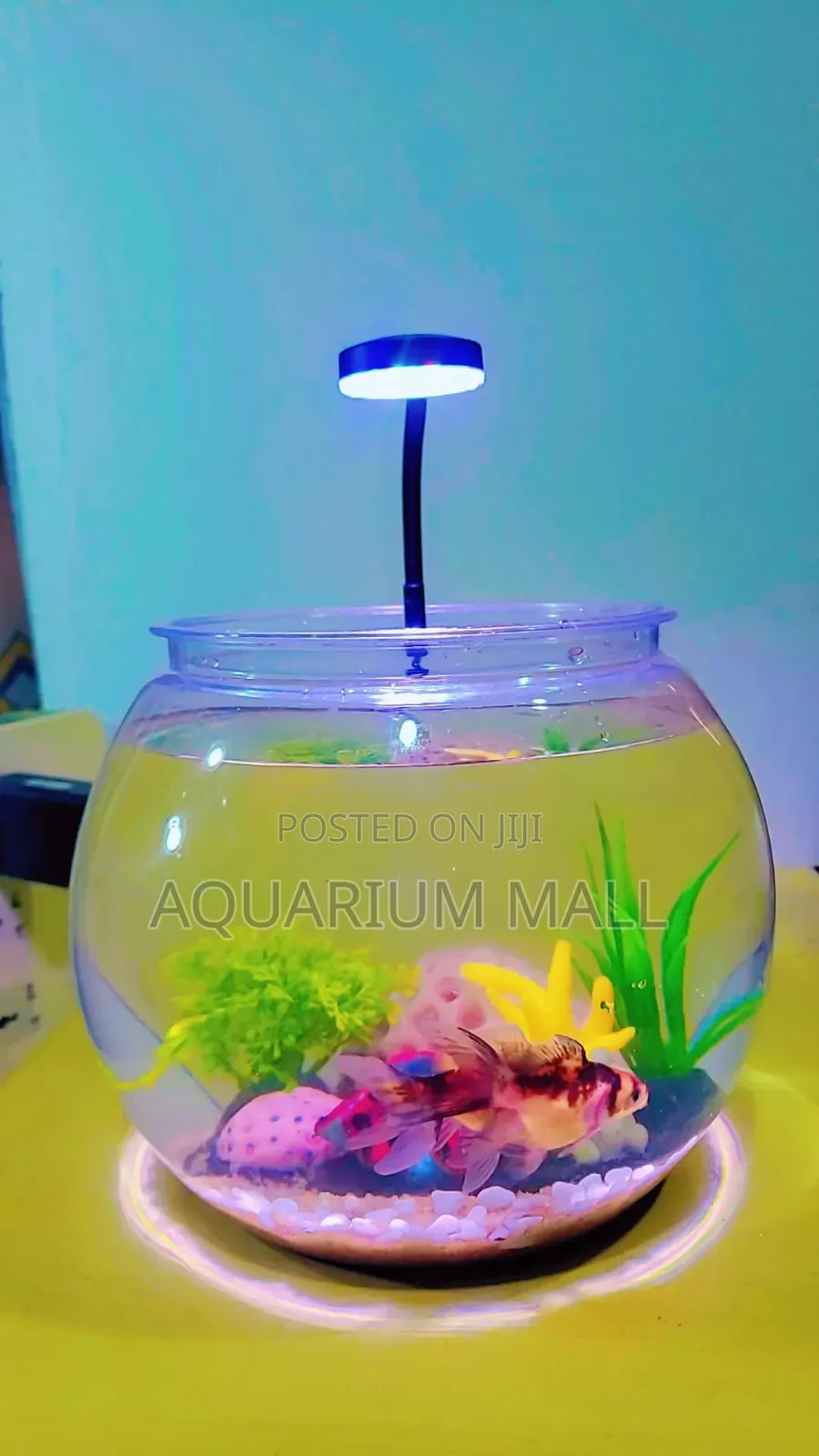 Aquarium Bowl