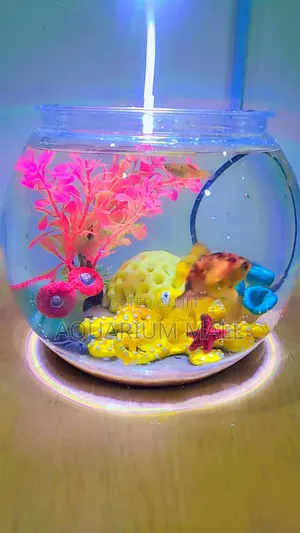 Aquarium Bowl