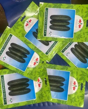 Greengo Cucumber