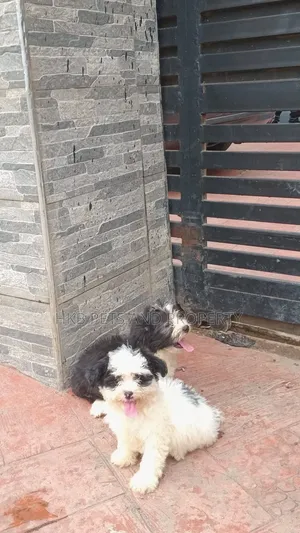 1-3 months Female Purebred Lhasa Apso