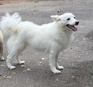 6-12 months Male Purebred American Eskimo