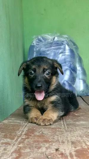 1-3 months Female Purebred German Shepherd