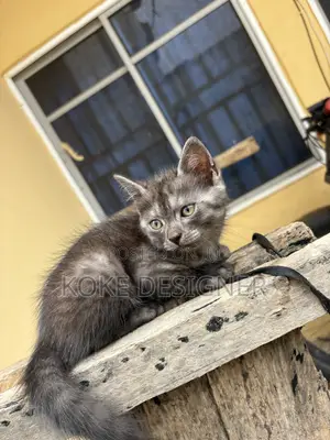 1-3 months Male Mixed Breed Persian