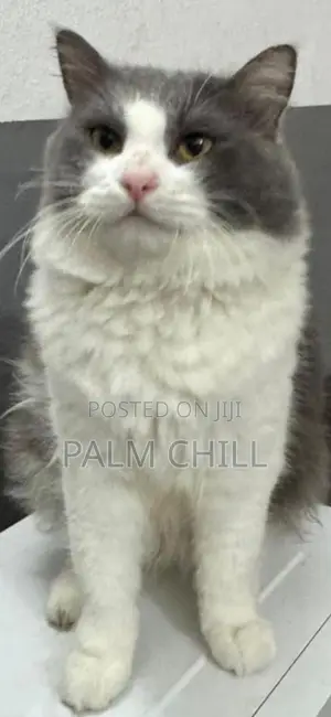 1+ year Male Purebred Cat