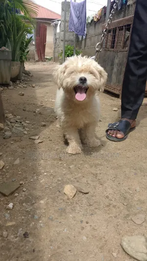 6-12 months Female Purebred Lhasa Apso