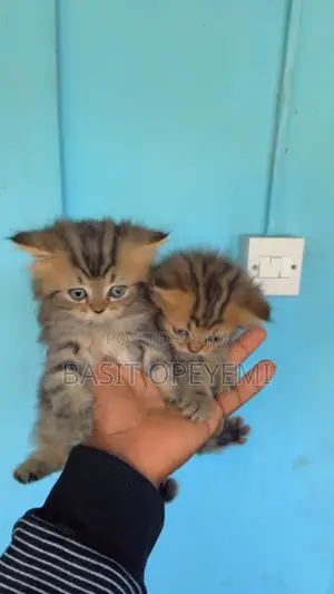 0-1 month Female Purebred Persian