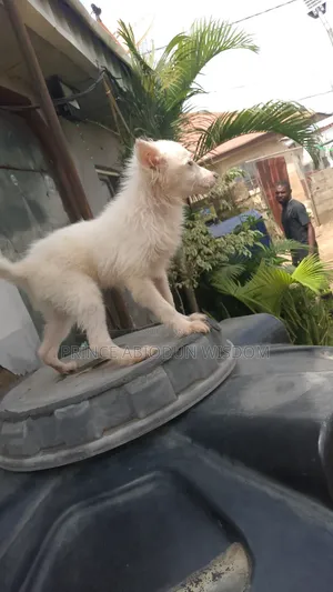 1-3 months Male Purebred American Eskimo