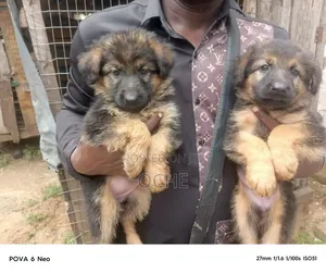 1-3 months Female Purebred German Shepherd