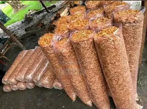 Crayfish and Fish