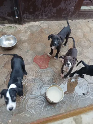 6-12 months Male Purebred American Pit Bull Terrier