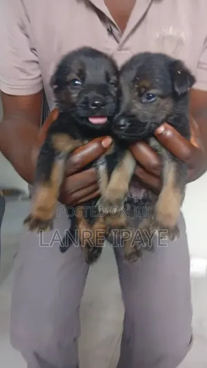 1-3 months Female Purebred German Shepherd