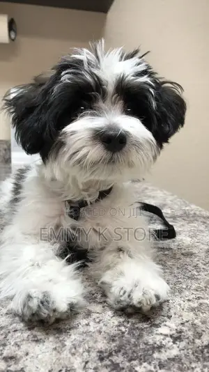 6-12 months Female Purebred Lhasa Apso