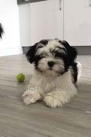 1+ year Female Purebred Lhasa Apso