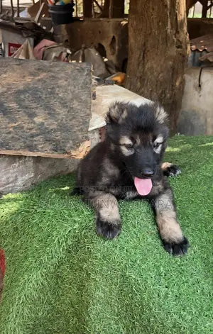 1-3 months Female Purebred Caucasian Shepherd