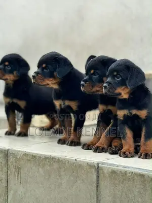 1-3 months Male Purebred Rottweiler